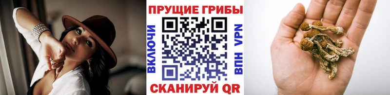 Галлюциногенные грибы Psilocybe  МЕГА как зайти  Владикавказ  наркошоп 